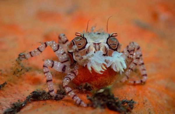 Keunikan Kepiting Boxer, Gunakan Anemon Berbisa Sebagai Sarung Tinju